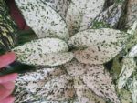 AGLAONEMA " World Heritage " - Image 4