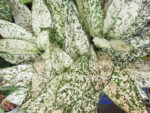 AGLAONEMA " World Heritage " - Image 2