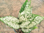 AGLAONEMA " World Heritage " - Image 5