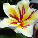 Plumeria " S.Vichanu Gold "