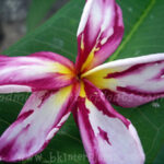 Plumeria " Splash White Lavender "
