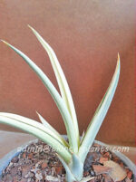 Sansevieria " Super Star " - Image 2