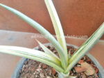 Sansevieria " Super Star "