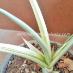 Sansevieria " Super Star "