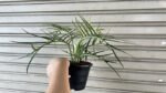 Philodendron Tortum - Image 4