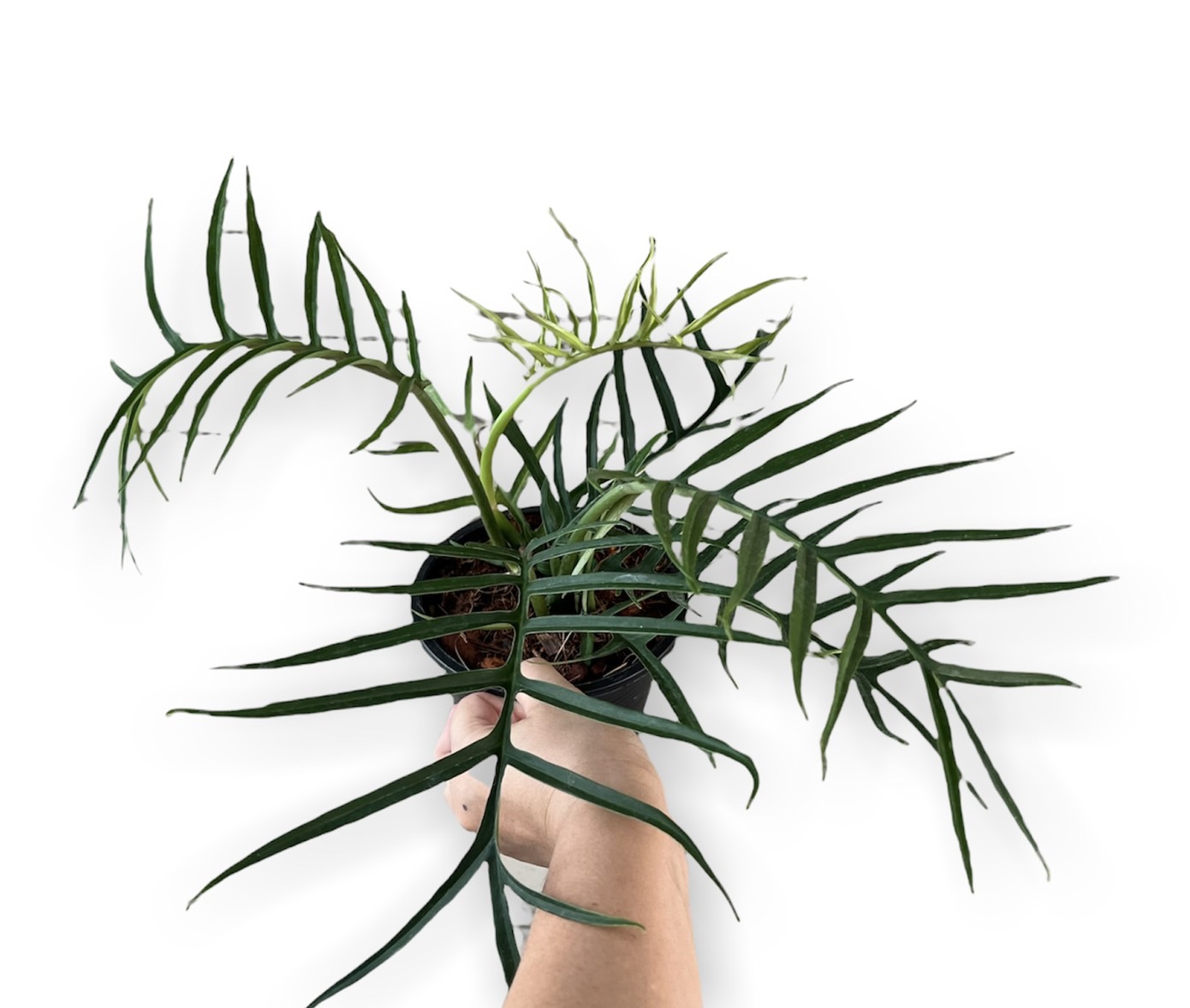 s__16162909.jpg Philodendron Tortum - Image 1