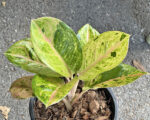 Aglaonema Kamlaithong
