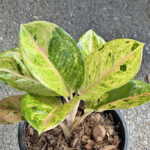Aglaonema Kamlaithong