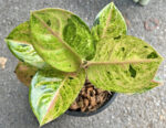 Aglaonema Kamlaithong - Image 2