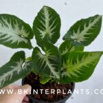 Syngonium Wendlandii Round Form