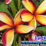 Plumeria " Sai Thong "