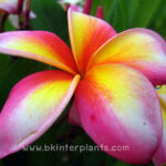 Plumeria " Salee 5 "