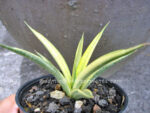 Sansevieria " Gracilis Yellow Vareigated " - Image 4