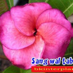 Plumeria " San Wan Tap Tim "