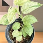 Scindapsus Albo Jade Satin Marble Variegated