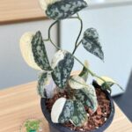 5 plants of Scindapsus Mayari Variegated