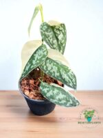 5 plants of Scindapsus Mayari Variegated - Image 2