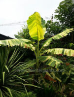 Musa Banana " Thepanom Variegated " - Image 4
