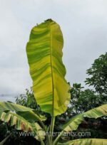 Musa Banana " Thepanom Variegated " - Image 3