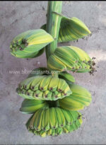 Musa Banana " Thepanom Variegated " - Image 2