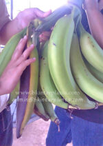 Musa Banana " Kluai Chang " - Image 2