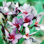 Plumeria " Sillky Purple "