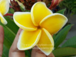 Plumeria " Sirimongkol yellow " - Image 3