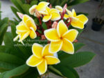 Plumeria " Sirimongkol yellow " - Image 2