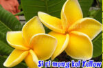 Plumeria " Sirimongkol yellow "