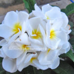 Plumeria "Snow White"