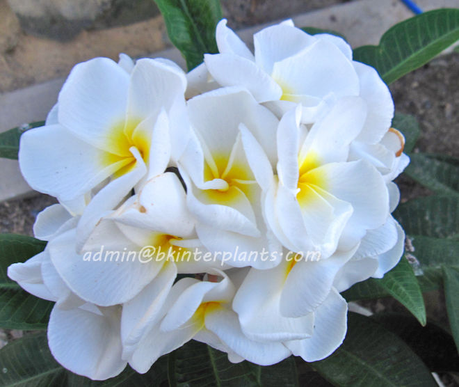 snow_white2.jpg Plumeria "Snow White" - Image 1