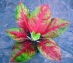 AGLAONEMA " Somsaksri " - Image 2