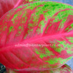 AGLAONEMA " Somsaksri "