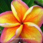 Plumeria " Specail orange "