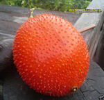 10 Seeds " Spring Bitter Cucumber "