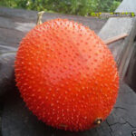 10 Seeds " Spring Bitter Cucumber "