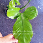 Philodendron Squamiferum
