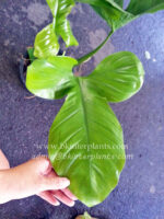 Philodendron Squamiferum