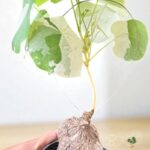 Stephania Albo Erecta Variegated