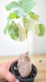 Stephania Albo Erecta Variegated