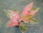 AGLAONEMA " Sudsakorn " - Image 3