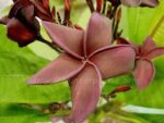 Plumeria " Super Black " - Image 2