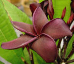Plumeria " Super Black "