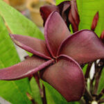 Plumeria " Super Black "