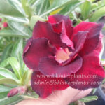Adenium " Super Black "