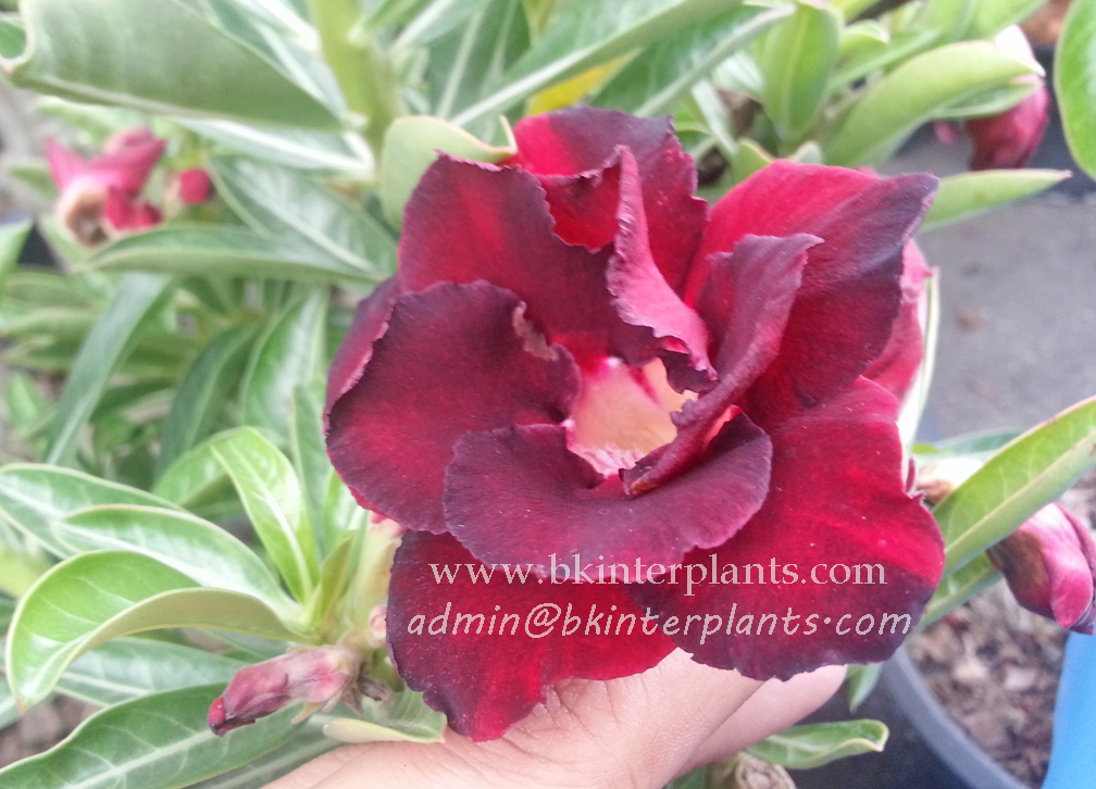 ø; Adenium " Super Black " - Image 1