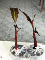 Musa ‘Super Black’ Black variegated - Image 2