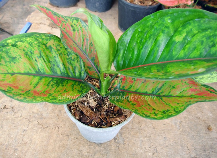 super_lucky.jpg AGLAONEMA " Super Lucky " - Image 1
