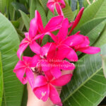 Plumeria "Super Pink"