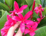 Plumeria "Super Pink" - Image 2